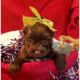 Girl 2 - Liver female Yorkshire Terrier puppy in Marion Station, Maryland from Anna's Yorkie Treasures