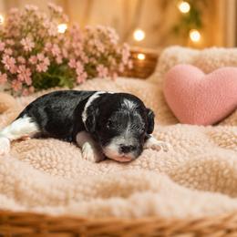 Jessie - Black and white female Cavapoo puppy in Thorndale, Texas from Hattie’s Texas Cavapoos