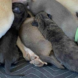 Greyhound Puppies from Trapple's Custom K-9's