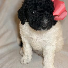 Cockapoo and Goldendoodle Puppies from Jax Doodles