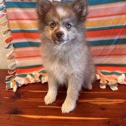 Titus - Chocolate male Pomsky puppy in Bucyrus, Missouri from Hill Top Pomskies