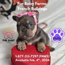 Holly - Blue female French Bulldog puppy in Michigan from Fur Baby Farms