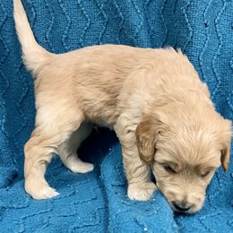 Australian Labradoodle Puppies from Salona- Australian Labradoodles of North America