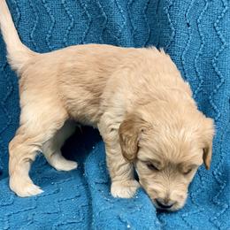 Australian Labradoodle Puppies from Salona- Australian Labradoodles of North America