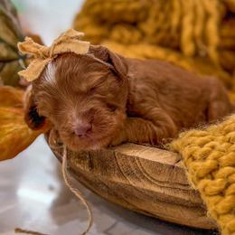 Girl 2 - female Goldendoodle puppy in Iola, Texas from Supreme Doodles of Texas