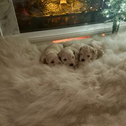 Paxton - Wheaten male Miniature Schnauzer puppy in Newton, Alabama from Grace’s Schnauzers Paradise USA