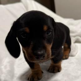 Champ - Black and cream male Dachshund puppy in El Cajon, California from roxiesdoxies