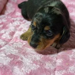 Pebbles - Dapple female Dachshund puppy in Salem, Oregon from Longdox Mini Dachshunds