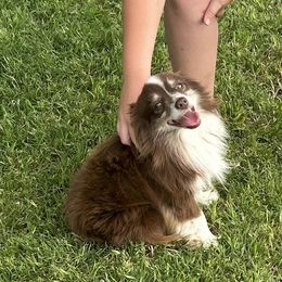 Charlie - Toy Australian Shepherd