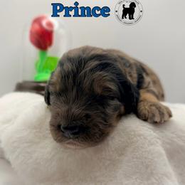 Prince - Merle male Goldendoodle puppy in Ponchatoula, Louisiana from Real Life Furrytales