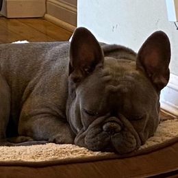 Gert - French Bulldog
