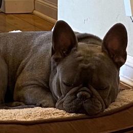 Gert - French Bulldog