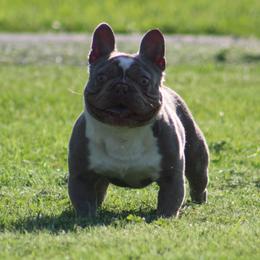 Hambone - French Bulldog