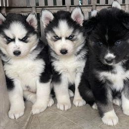 Siberian Husky Puppies from Siberian Huskies-Beckham the Great