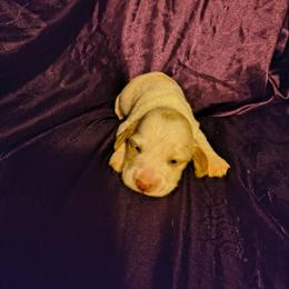 Creed - Piebald male Dachshund puppy in Hollis, Oklahoma from Write Breed Doxies