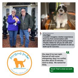 Australian Labradoodle Puppies from Berrybrook Doodles