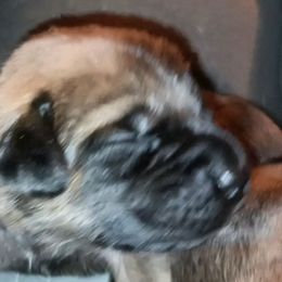 Heart - Fawn female Mastiff puppy in Pleasanton, Texas from RKS Mastiff