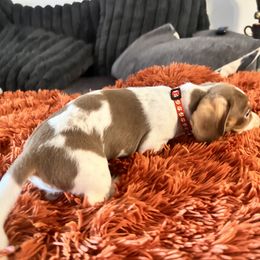 Dachshund Puppies from Boise Best Mini Dachshunds