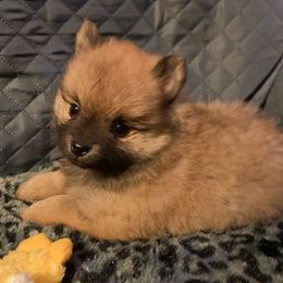 Pomeranian Puppies from DeMi Poms