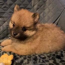 Pomeranian Puppies from DeMi Poms
