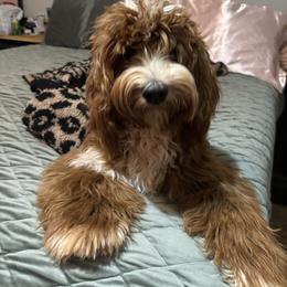 Fancy - Goldendoodle