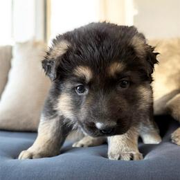 Black and Tan Male 1 - Black and tan male German Shepherd puppy in Tafton, Pennsylvania from Pocono GSD
