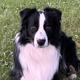 Murphy - Australian Shepherd