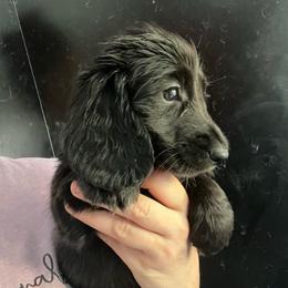 Saray girl 3 - Black female Dachshund puppy in Bigfork, Minnesota from Dachshunds Up North