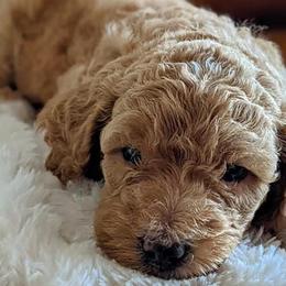 Goldendoodles from Hobbit Hollow Acres Kennels