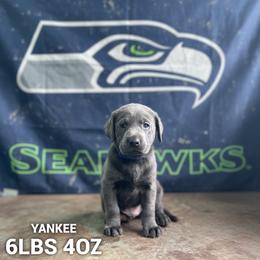 Yankee - Charcoal male Dilute Retriever puppy in Puyallup, Washington from 12 Door Farm Labradors