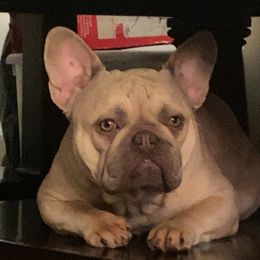 Peps - French Bulldog
