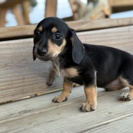 Bella - Black and tan female Dachshund puppy in Ben Lomond, Arkansas from Miesha Carver's Bulldogs