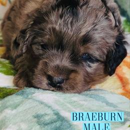 Braeburn - Merle male Goldendoodle puppy in Beecher, Illinois from Erica’s Doodles