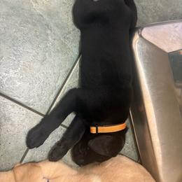 Kodi - Black male Labrador Retriever puppy in Menifee, California from Dioscuri Kennel