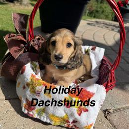 Bentley - Cream male Dachshund puppy in Rochester Hills, Michigan from Holiday Dachshunds