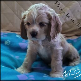 Cocker Spaniel Puppies from -PrincetonzSpanielz-