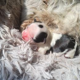 Trixy - Black and white female Shih Tzu puppy in Willard, Utah from Shih-tzu Queen
