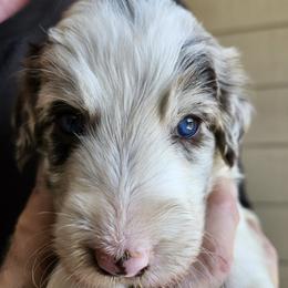 Jett - Red merle male Bordoodle puppy in New Oxford, Pennsylvania from The Weekend Farm