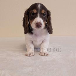 Nelson Muntz - Dachshund puppy from Sweetheart Doxies