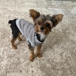 Rudy - Yorkshire Terrier