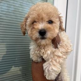 Dior 2300 - Apricot female Poodle puppy in Gastonia, North Carolina from Dynasty Kennel