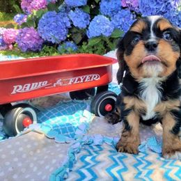 Cavalier King Charles Spaniel Puppies from Pleasant Meadows