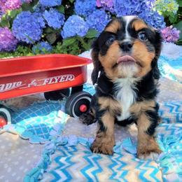 Cavalier King Charles Spaniel Puppies from Pleasant Meadows