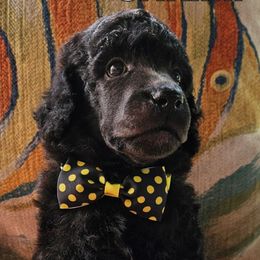 Shrimp - Blue male Poodle puppy in St. James City, Florida from P.I. STANDARD POODLES