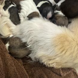 Shih Tzu puppies from Fluff and Tuff Shih Tzus