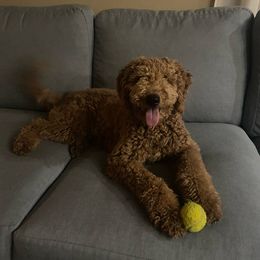 Cali - Goldendoodle
