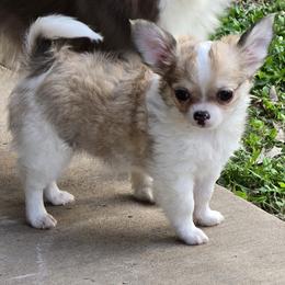 Dora 4500 - Black sabled fawn female Chihuahua puppy in Tulsa, Oklahoma from Hart's Chihuahuas