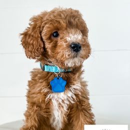 Cavapoo, Cockapoo, and Goldendoodle Puppies from Rocking JH Doodles