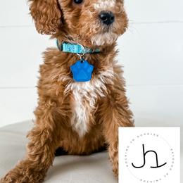 Cavapoo, Cockapoo, and Goldendoodle Puppies from Rocking JH Doodles
