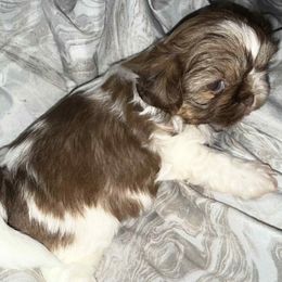 Penny - Tricolor female Shih Tzu puppy in Birmingham, Alabama from Lavender Lane Tzus